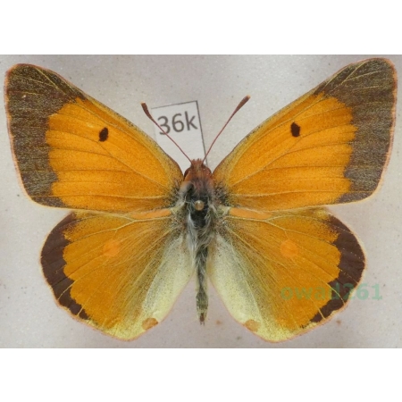 Colias viluiensis Menetries, 1859 male Azerbaijan36k